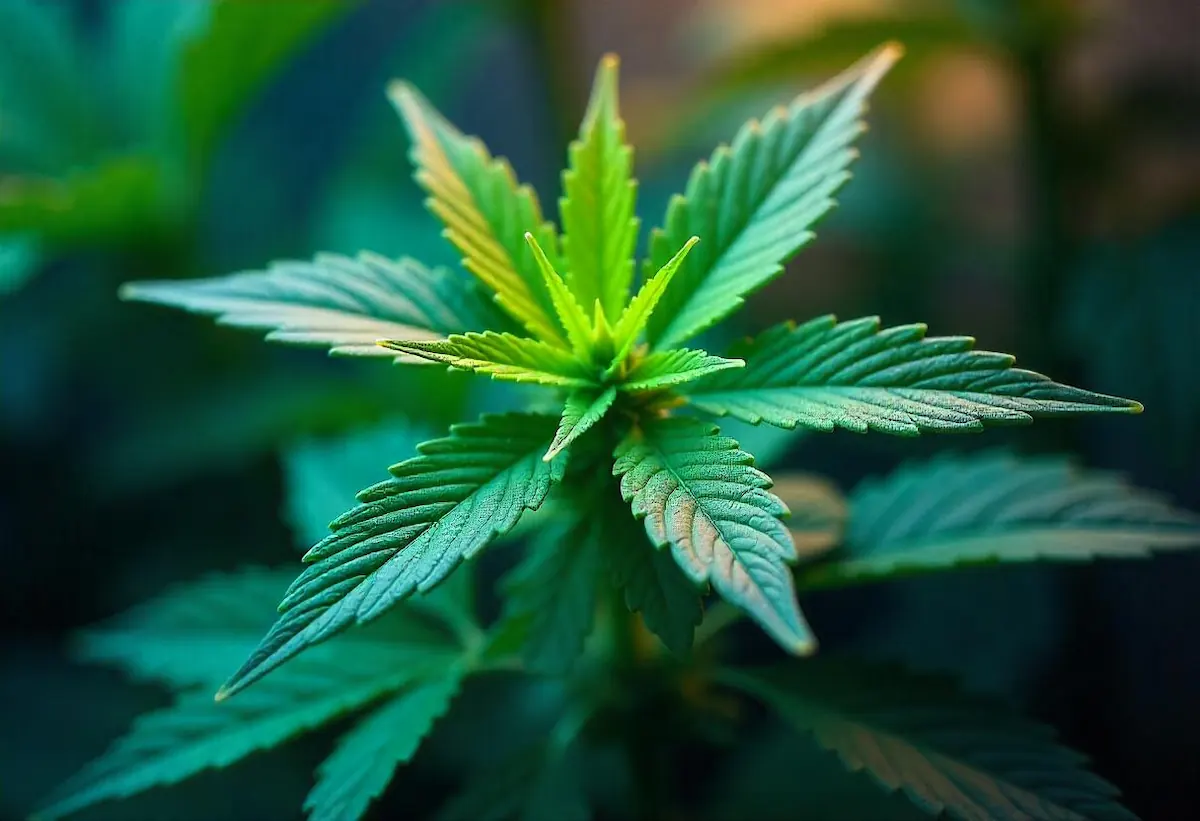 Mitos sobre el cannabis